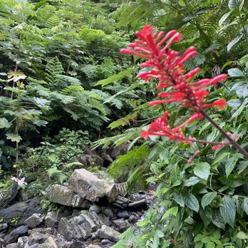 El Yunque Rainforest - Hiking Near Me - Luquillo, Puerto Rico El Yunque Rainforest - Hiking Near Me - Luquillo, Puerto Rico