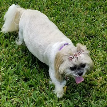 Fabulous In Fur - Pet Groomers Near Me - Brenham, Texas Fabulous In Fur - Pet Groomers Near Me - Brenham, Texas