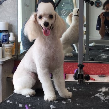 TopDawg Groomers - Pet Groomers Near Me - Philadelphia, Pennsylvania TopDawg Groomers - Pet Groomers Near Me - Philadelphia, Pennsylvania