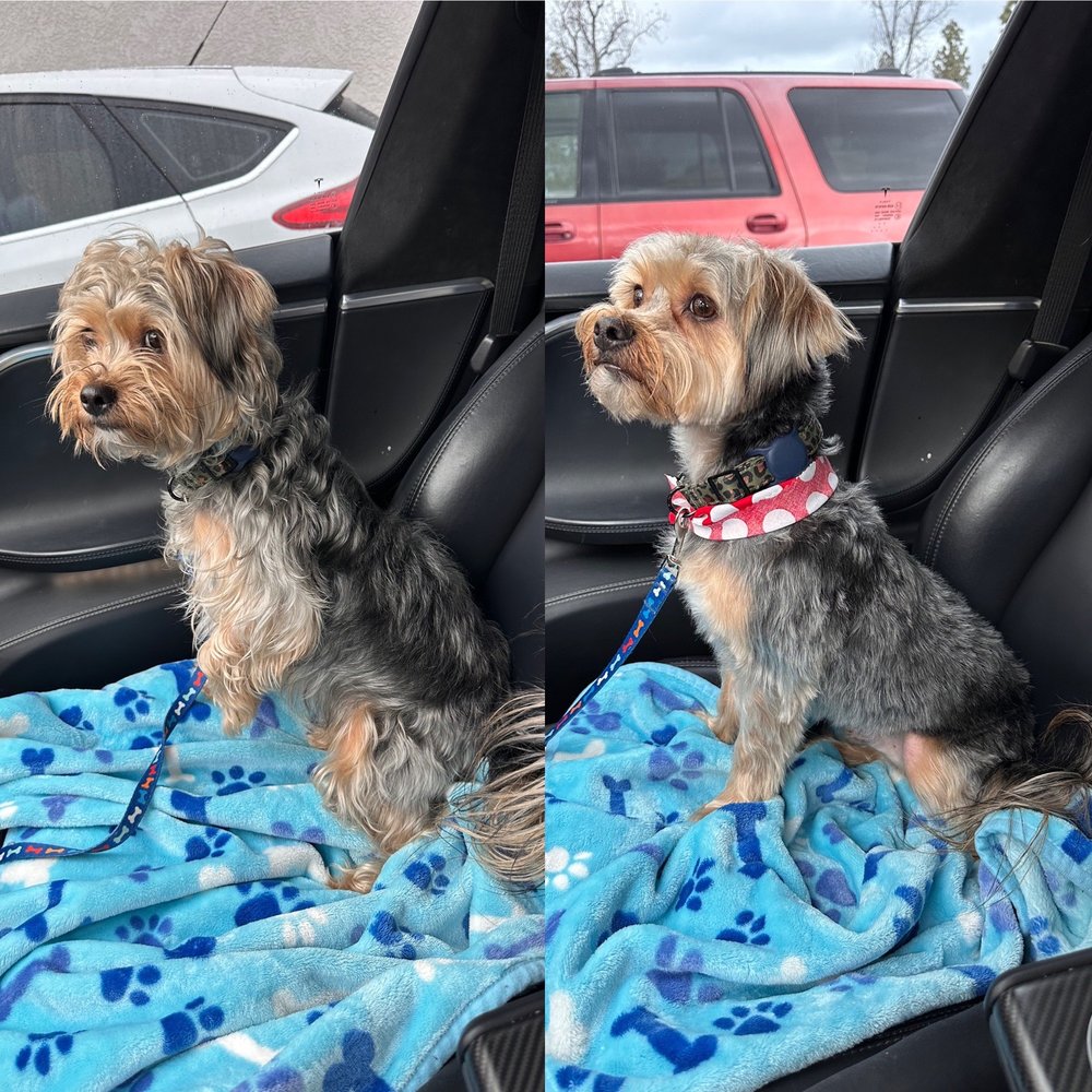 CAROUSEL PET GROOMING Updated October 2024 22 Photos & 71 Reviews