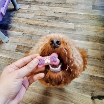 The Doggie Express - Loving the treats too - Pet Stores Near Me - Houston, Texas The Doggie Express - Loving the treats too - Pet Stores Near Me - Houston, Texas