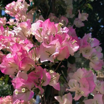 Moon Valley Nurseries - Bougainvillea - Nurseries & Gardening Near Me - Chandler, Arizona Moon Valley Nurseries - Bougainvillea - Nurseries & Gardening Near Me - Chandler, Arizona