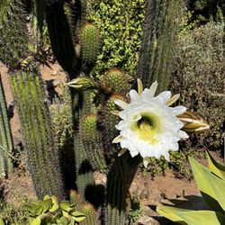 Xecue - Cactus