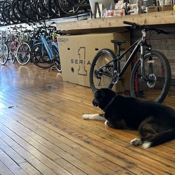 Raven’s Nest - Shop dog - Coffee & Tea Near Me - Northfield, Minnesota Raven’s Nest - Shop dog - Coffee & Tea Near Me - Northfield, Minnesota