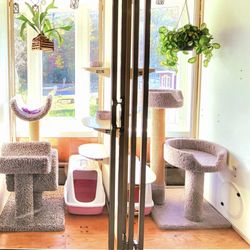 Contented Cats - Our suites are 3'x3'x7' with lots of room to climb and take cat naps.