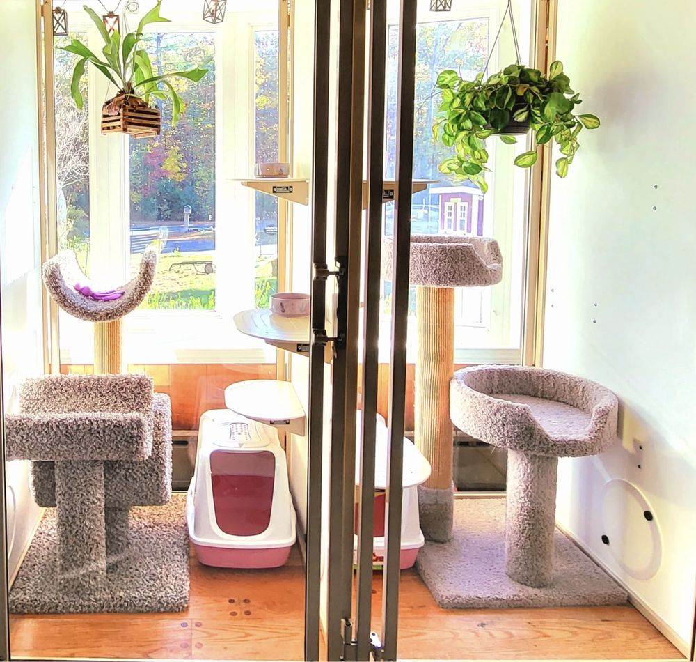 Contented Cats - pet boarding facility in Belchertown, MA