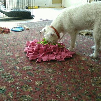 OAK9 Academy Canine Behavior Center - Spot digs into a food puzzle. - Pet Training Near Me - Conroe, Texas OAK9 Academy Canine Behavior Center - Spot digs into a food puzzle. - Pet Training Near Me - Conroe, Texas