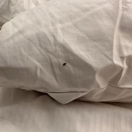 Bed bug found on the pillow in this hotel Bed bug found on the pillow in this hotel