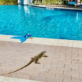 Blue Waters Bar & Grill - Don't feed the iguanas! Don't be that person to scream and point either . Let them enjoy the views too :) - Seafood Near Me - Marathon, Florida