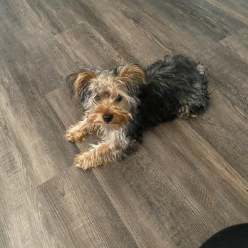 Major Paws Grooming Service - Euro before - Pet Groomers Near Me Major Paws Grooming Service - Euro before - Pet Groomers Near Me
