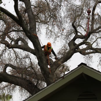 Tri Valley Tree Trimming - a man on a tree - Tree Services Near Me