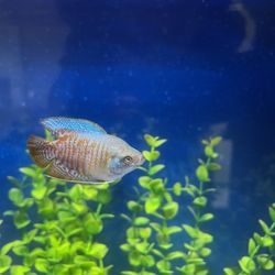 Crowned Aquatics - Dwarf gourami