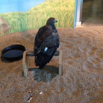 National Eagle Center - Donald the eagle - Museums Near Me - Wabasha, Minnesota