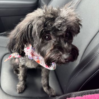 PetSmart - 5 MONTH OLD YORKIE POO.  THIS IS HORRIBLE.  WILL BE CONTACTING BBB. 70.00? SMH - Pet Groomers Near Me - Houston, Texas