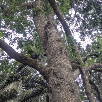 BP Tree Services - Cable braces - Tree Services Near Me - Gold River, California BP Tree Services - Cable braces - Tree Services Near Me - Gold River, California