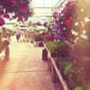 Thome Farms Greenhouse gift card