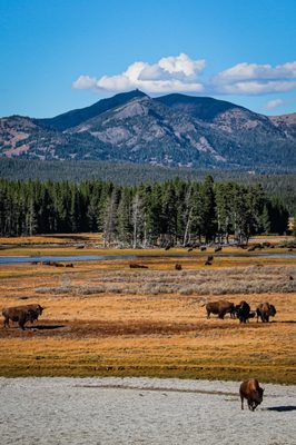 Hayden Valley by null