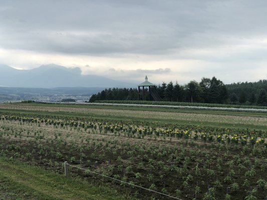Flower Land Kamifurano by null