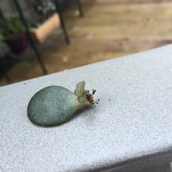 Indoor Outdoor Gardener - A baby Jade is born from a leaf