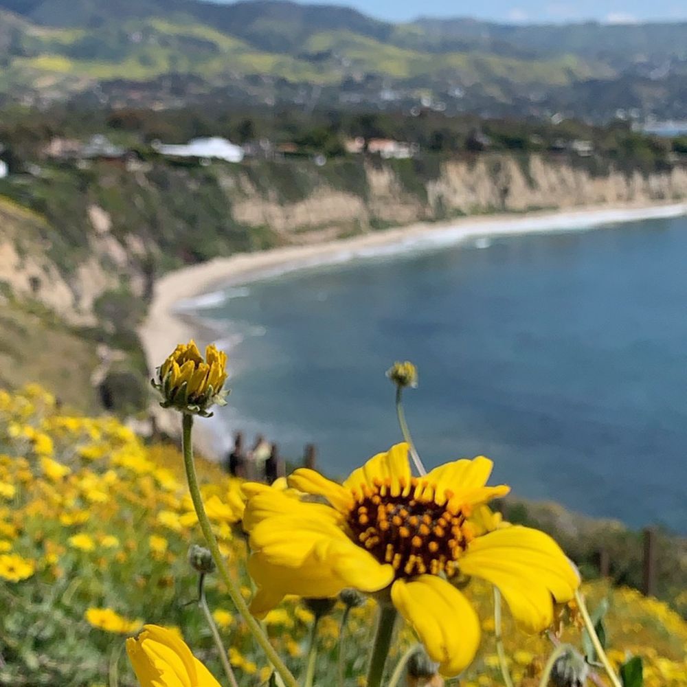 Point Dume Natural Preserve - Hiking Near Me - Malibu, California Point Dume Natural Preserve - Hiking Near Me - Malibu, California