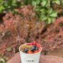 Photo of Local Juicery