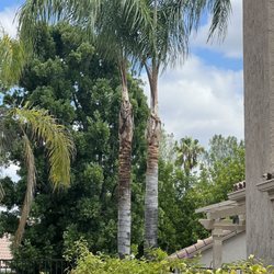 Victor's tree trimming service