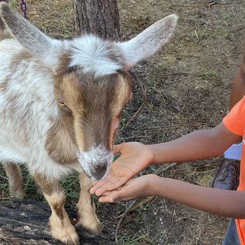 Bambi's Mini Petting Farm - Petting Zoos Near Me Bambi's Mini Petting Farm - Petting Zoos Near Me