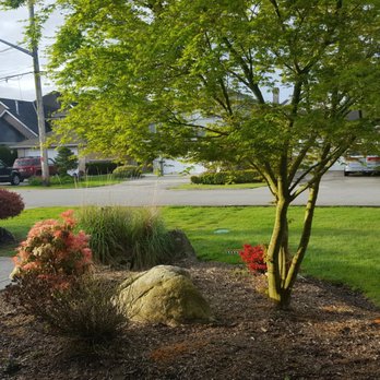 Alpine Tree Care - Maple tree and shrub prune with some fresh bark mulch to aid moisture retention and soil microbial activity - Tree Services Near Me - Richmond, British Columbia Alpine Tree Care - Maple tree and shrub prune with some fresh bark mulch to aid moisture retention and soil microbial activity - Tree Services Near Me - Richmond, British Columbia
