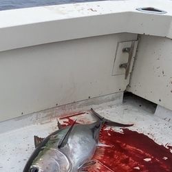 Pila's Sport Fishing - Bloody deck