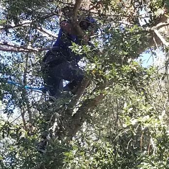 Warming Tree Services, Inc - High Climber - Tree Services Near Me - Jacksonville, Florida