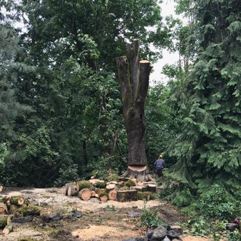 Alternative Tree Service - Tree Services Near Me