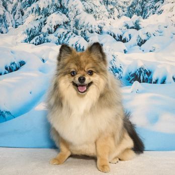 Shear Quality Pet Grooming - Pet Groomers Near Me - Shelby Township, Michigan Shear Quality Pet Grooming - Pet Groomers Near Me - Shelby Township, Michigan