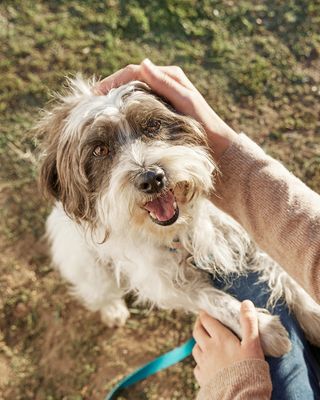 Unleashed by Petco by null