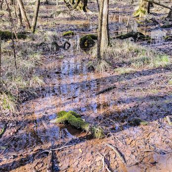 Congaree National Park - Parks Near Me - Hopkins, South Carolina