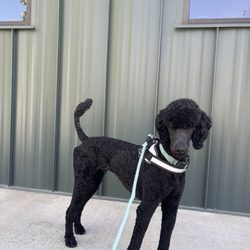 TrailBlazer Pet Supply