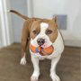 Dog and Cat Imaging center