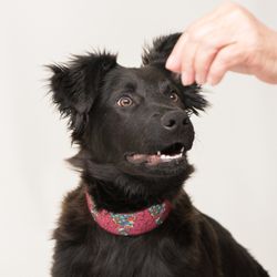 East Bay SPCA - Dublin - East Bay SPCA provides lots of training for dogs.