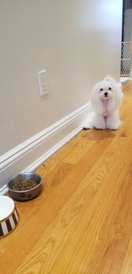 pampered paws brooklyn