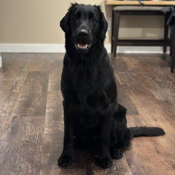 Young Style - All handsome after his grooming at Young Grooming - Pet Groomers Near Me - Bellevue, Washington