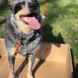 Michelle helped me teach Lucy to drop her frisbees in a box!