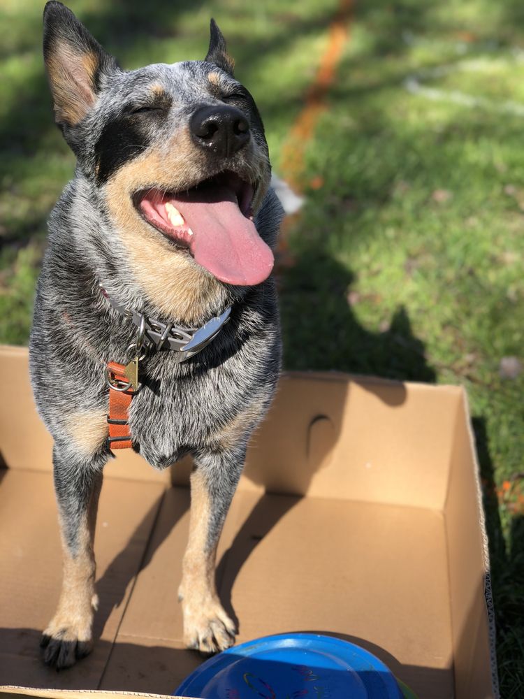 PAWSITIVELY WAGGIN’ ACADEMY Updated June 2024 31 Photos & 16