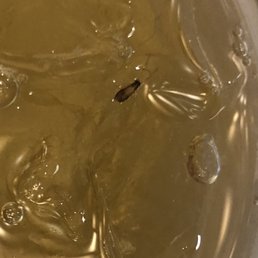 DO NOT GO THERE!!!!! COCKROACH IN MY ICED TEA. Fiends have had cockroaches in their sandwiches before but I didn't listen. DO NOT GO THERE!!!!! COCKROACH IN MY ICED TEA. Fiends have had cockroaches in their sandwiches before but I didn't listen.