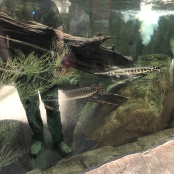 Downtown Aquarium - Museums Near Me - Denver, Colorado