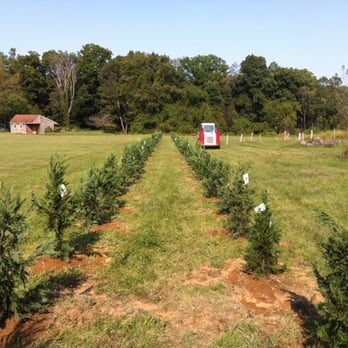 On Top Tree Service - 100 Leyland Cypress perfectly placed ontoptreeservice.biz - Tree Services Near Me - Downingtown, Pennsylvania On Top Tree Service - 100 Leyland Cypress perfectly placed ontoptreeservice.biz - Tree Services Near Me - Downingtown, Pennsylvania