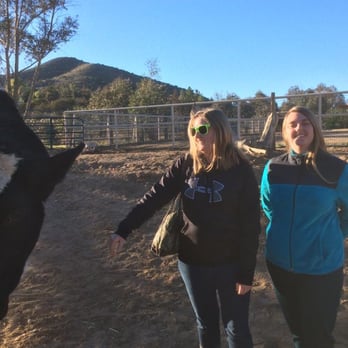 Farm Sanctuary - Pinto is such a sweet animal! - Animal Shelters Near Me - Acton, California Farm Sanctuary - Pinto is such a sweet animal! - Animal Shelters Near Me - Acton, California