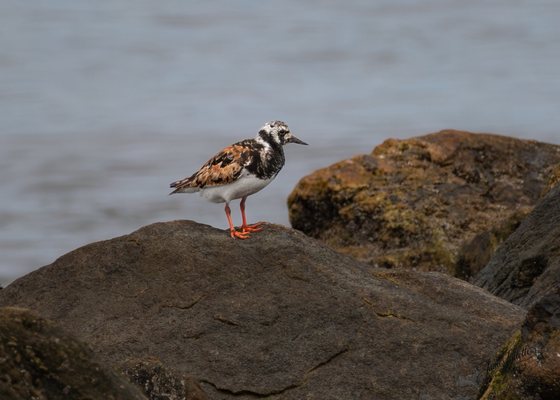 Sandy Hook – Gateway National Recreation Area by null