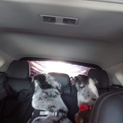 76 Gas Station - Dogs watching the car wash!