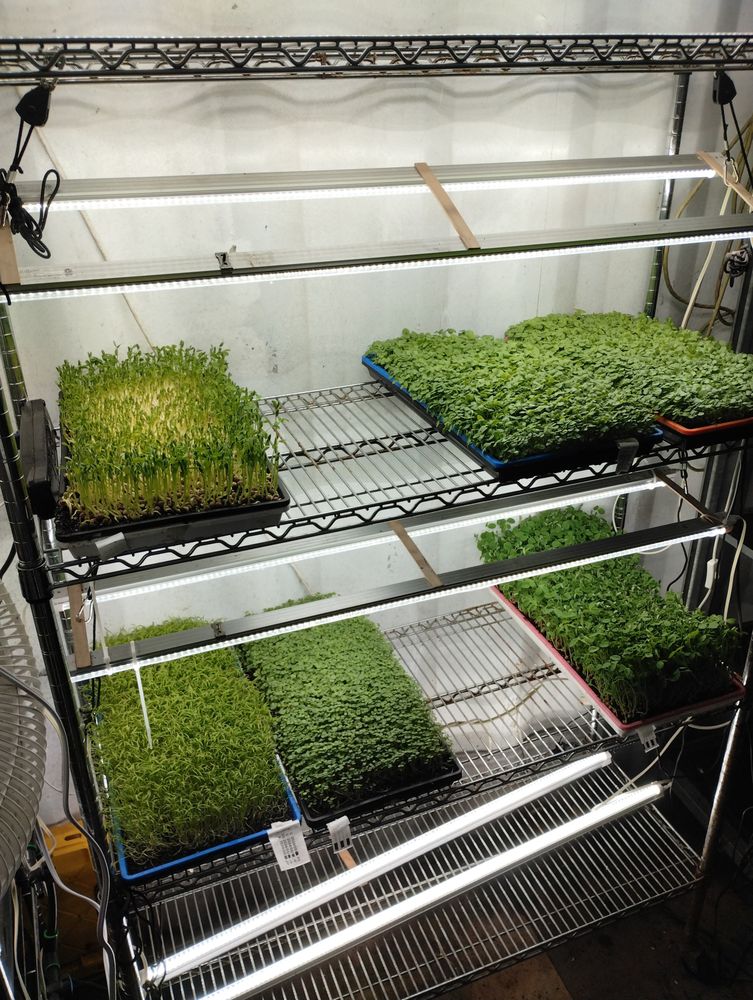 The Microgreens Farm Logo