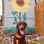 Photo of Wag Walk Repeat