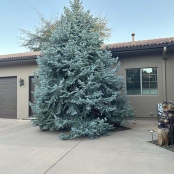 Az Pressure Pros - Blue spruce left stains and they were removed with his care. - Pressure Washers Near Me - Fort Mohave, Arizona